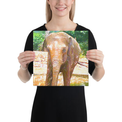 Elefante africano - Image 2