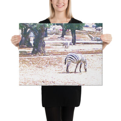 Zebra - immagine 5